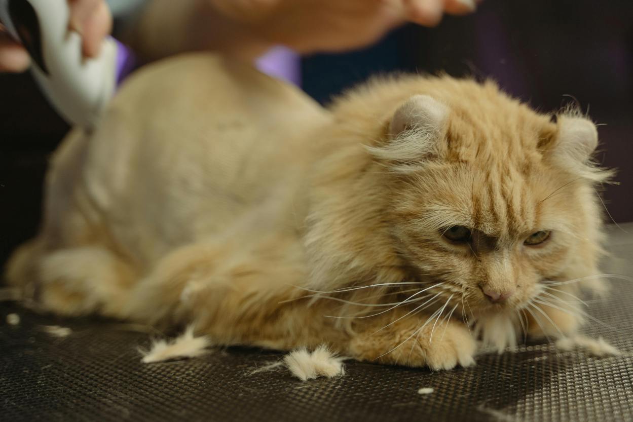 Mobile Cat Grooming Jacksonville