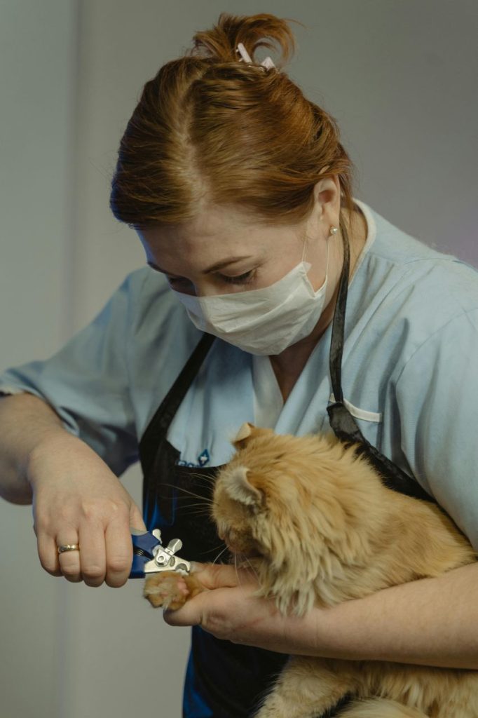 Pet nail clipping Tampa , Fl
