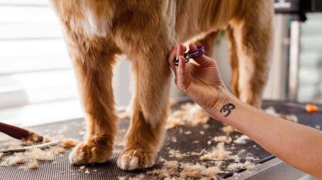 Pet de-shedding at Florida mobile pet grooming
